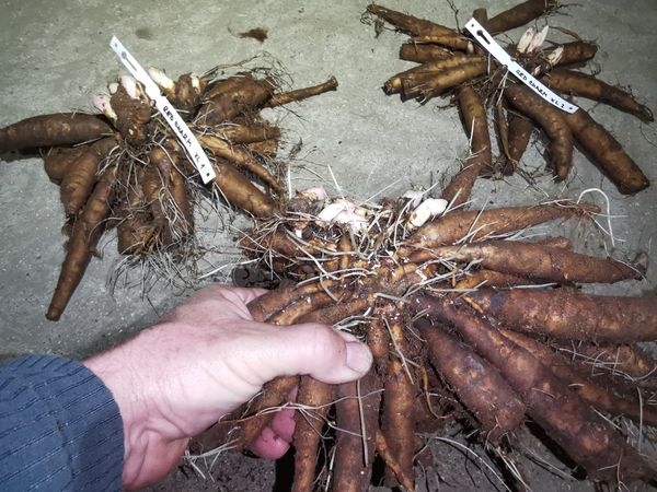 IMG 20251129 172339 result