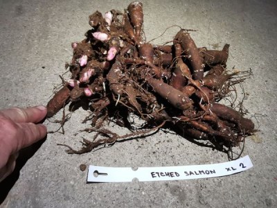 IMG_20251108_172426_result