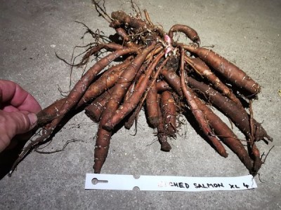 IMG_20251108_172712_result