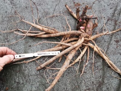 IMG_20251114_151052_result