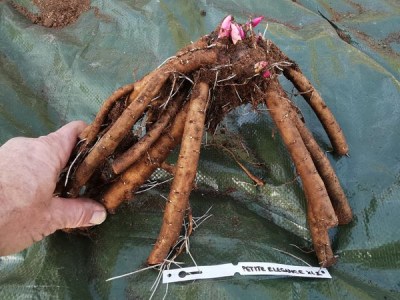 IMG_20251118_141239_result