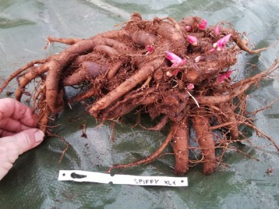 IMG_20251118_160915_result