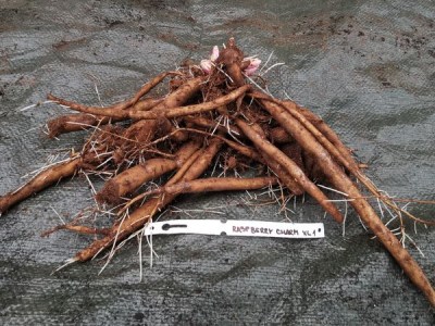 IMG_20251126_140633_result