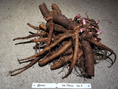 IMG_20251126_204502_result