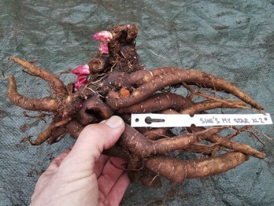 IMG_20251127_154433_result