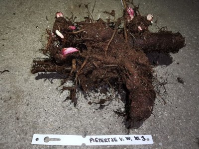 IMG_20251128_202917_result