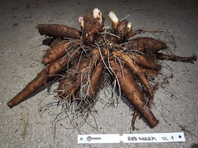 IMG_20251129_171405_result