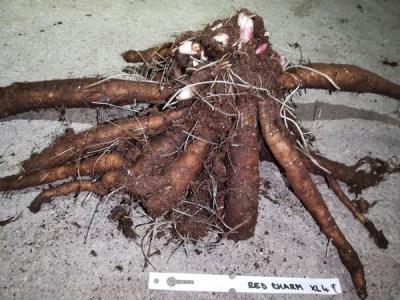 IMG_20251129_171648_result