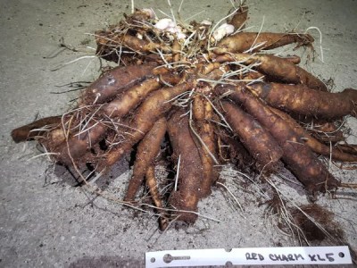 IMG_20251129_171851_result