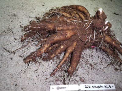 IMG_20251129_171901_result