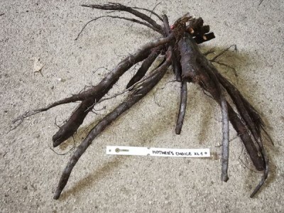 IMG_20251212_110035_result