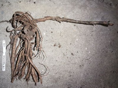 IMG_20251212_172634_result7