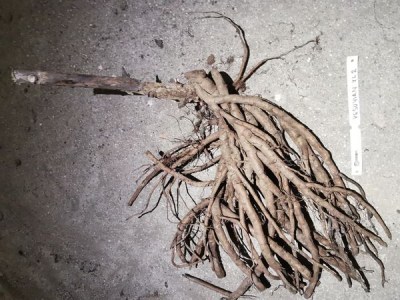 IMG_20251212_172751_result6