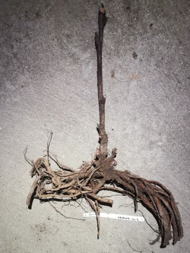 IMG_20251215_141756_result