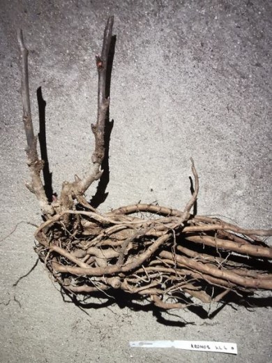 IMG_20251215_141951_result