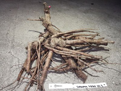 IMG_20251229_130539_result