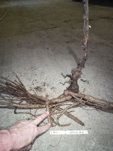 IMG_20251229_152608_result