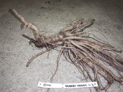 IMG_20251229_171143_result