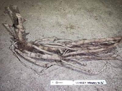 IMG_20251229_171234_result